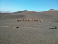 Timanfaya - Camellos